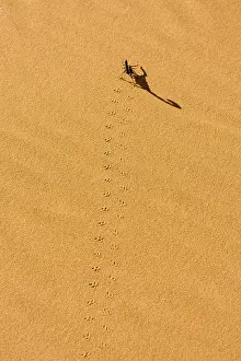 Scorpions: Scorpion - Tracks on yellow dune sand leading to long shadow