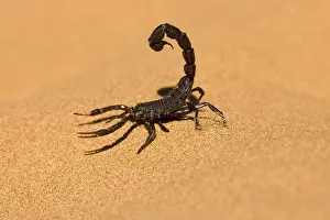 Scorpions: Scorpion - Walking on dune sand with tail raised