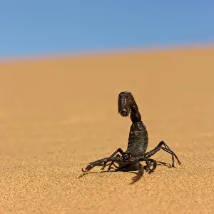 Scorpions: Scorpion - Walking over rippled dune sand with