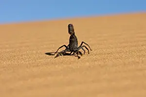Scorpions: Scorpion - Walking over rippled dune sand with