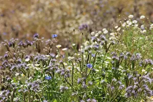 Weed: Scorpion Weed, Phacelia tanacetifolia; along with
