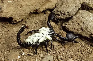 Maternal: Scorpion with Young