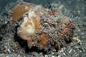 Appendage: Scorpionfish