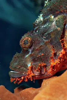 Scorpionfish: Scorpionfish