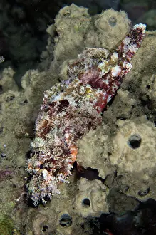 Scorpionfish: Scorpionfish - Bandara dive site, night dive, Weda