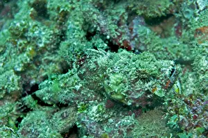 Scorpaenopsis: Scorpionfish - well camouflaged