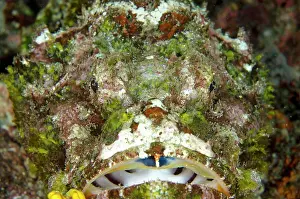 Scorpaenopsis: Scorpionfish covered in growth and algae Waterfall