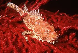 Scorpionfish: SCORPIONFISH - RED BACKGROUND