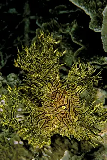 Aphanes: Scorpionfish, or rhinopias aphanes