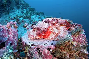 Scorpaena: Scorpionfish, Scorpaena mystes, Malpelo Island, National Par