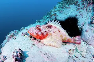 Scorpaena: Scorpionfish, Scorpaena mystes, Malpelo Island, National Par
