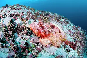 Scorpaena: Scorpionfish, Scorpaena mystes, Malpelo Island, National Par