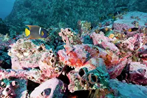 Scorpionfish: Scorpionfish, Scorpaena mystes and King angelfish, Holacanth