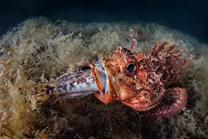 Scorpaena: Scorpionfish (Scorpaena sp.) swallowing fish prey
