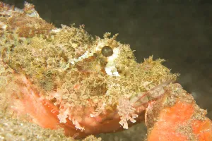 Scorpaenopsis: scorpionfish Scorpaenopsis oxycephalus)