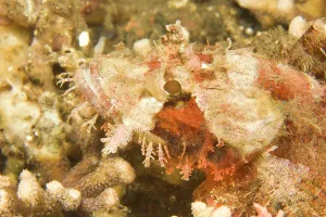 Scorpaenopsis: scorpionfish Scorpaenopsis oxycephalus)