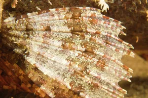 Scorpaenopsis: scorpionfish Scorpaenopsis oxycephalus)