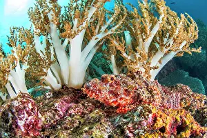 Barat: Scorpionfish (Scorpaenopsis sp), Misool, Raja Ampat