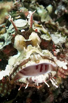 Scorpionfish: Scorpionfish yawning