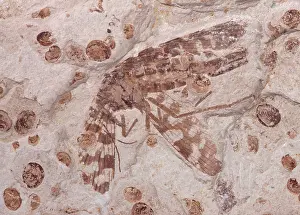 Scorpionfly: Scorpionfly Fossil - Middle Jurassic