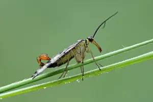 Scorpionfly: Scorpionfly (Mecoptera)
