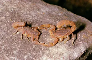 Scorpions: Scorpions - mating dance