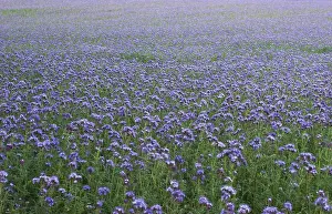 Manure: ScorpionWeed