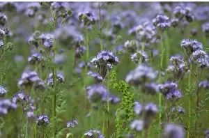Manure: ScorpionWeed