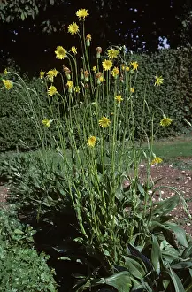 Hispanica: Scorzonera root vegetable in flower