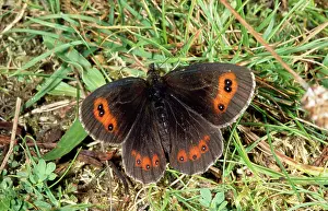 Aethiops: Scotch Argus BUTTERFLY