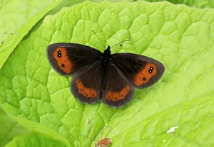 Argus: Scotch Argus Butterfly basking on leaf Turkey