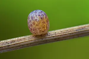 Argus: Scotch Argus (Erebia aethiops) egg of butterfly