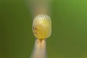 Argus: Scotch Argus (Erebia aethiops) egg of butterfly