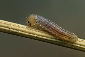 Argus: Scotch Argus (Erebia aethiops) egg of butterfly