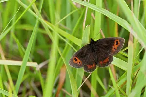 Argus: Scotch Argus - upperside - resting on grass - introduced