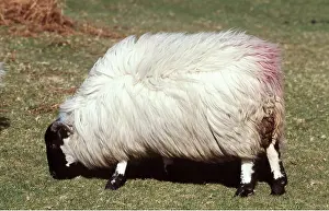 David C Dixon: Scotch Blackface SHEEP - Winter Fleece, showing