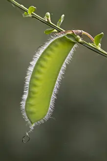 Broom: Scotch Broom (Cytisus scoparius) pod, Eesveen