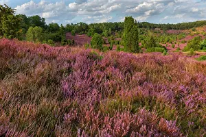 Scotch: Scotch heather - dense carpet of blooming Scotch heather at
