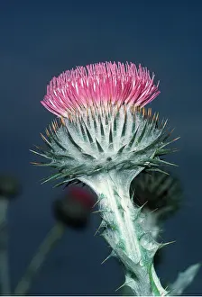 Cotton: SCOTCH THISTLE - Cotton Thistle