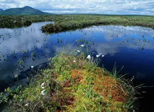 Sphagnum: SCOTLAND - Bog pools with cotton grass, sphagnum