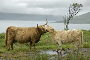 Ellen: Scotland, Highland cows courting and grooming