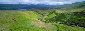 Bilberry: Scotland - highlands, extensive covering of heathland