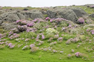 Morris: Scotland, Isle of May. Scenic of pink and
