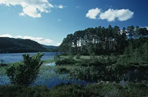 Loch: SCOTLAND - Loch on Eileann and Rothiemurchus forest