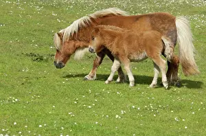 Lerwick: Scotland, Shetland Islands, Mainland, Lerwick
