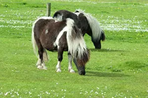 Lerwick: Scotland, Shetland Islands, Mainland, Lerwick
