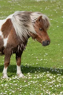 Lerwick: Scotland, Shetland Islands, Mainland, Lerwick