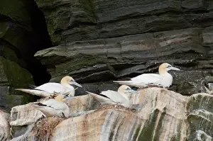 Rookery: Scotland, Shetland Islands. Noss Scottish