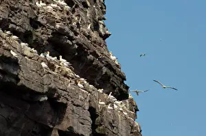 Rookery: Scotland, Shetland Islands. Noss Scottish