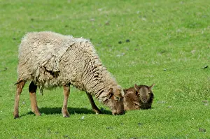 Lamb: Scotland, St. Kilda Islands, Outer Hebrides